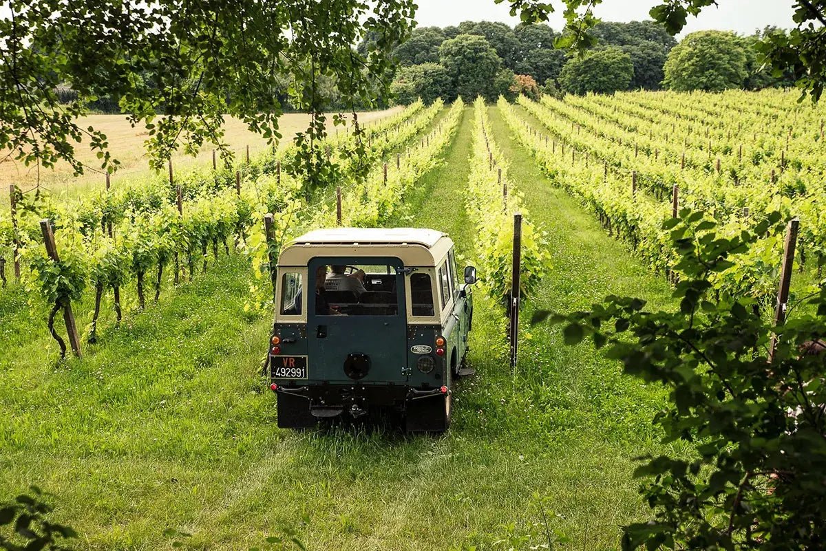 4x4 Vineyard Tour with WineTasting Experience - Wine Tasting - Touraround