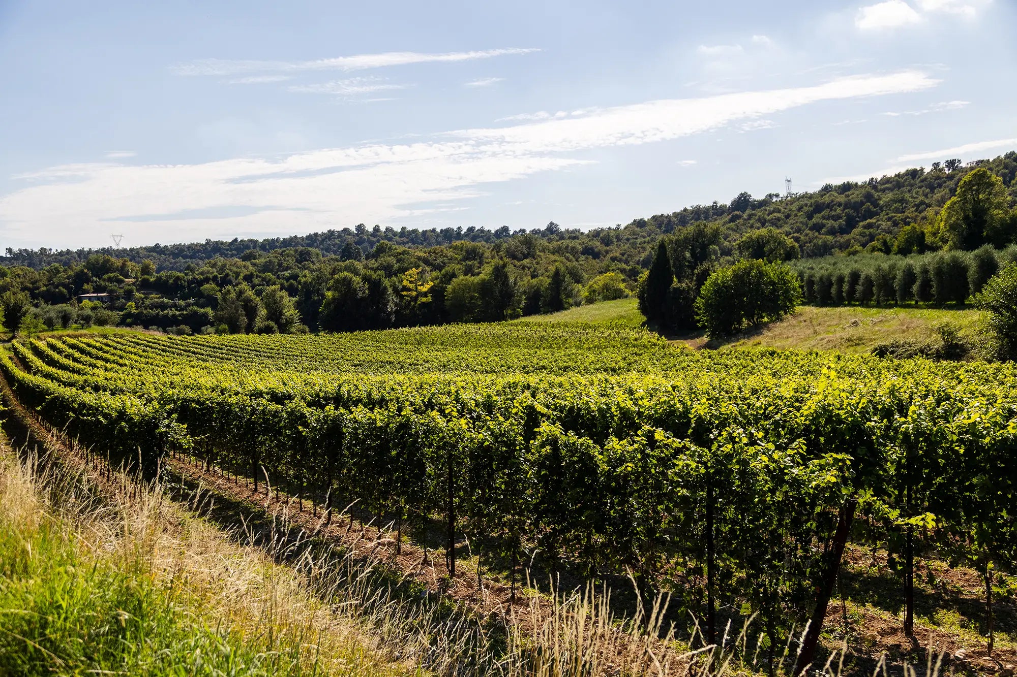 E-Bike tour with Wine tasting from Salò - Touraround
