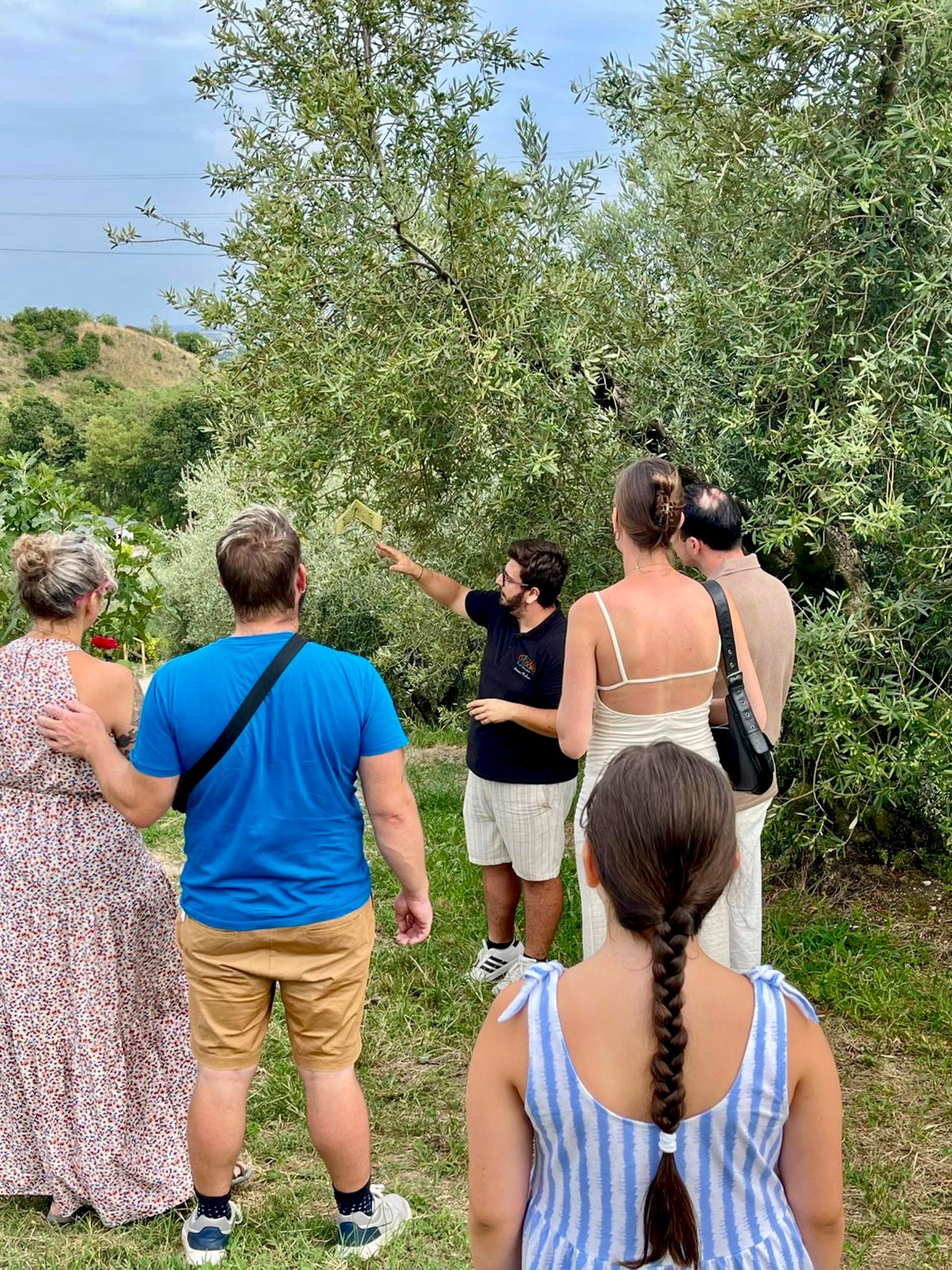Olive grove tour garda