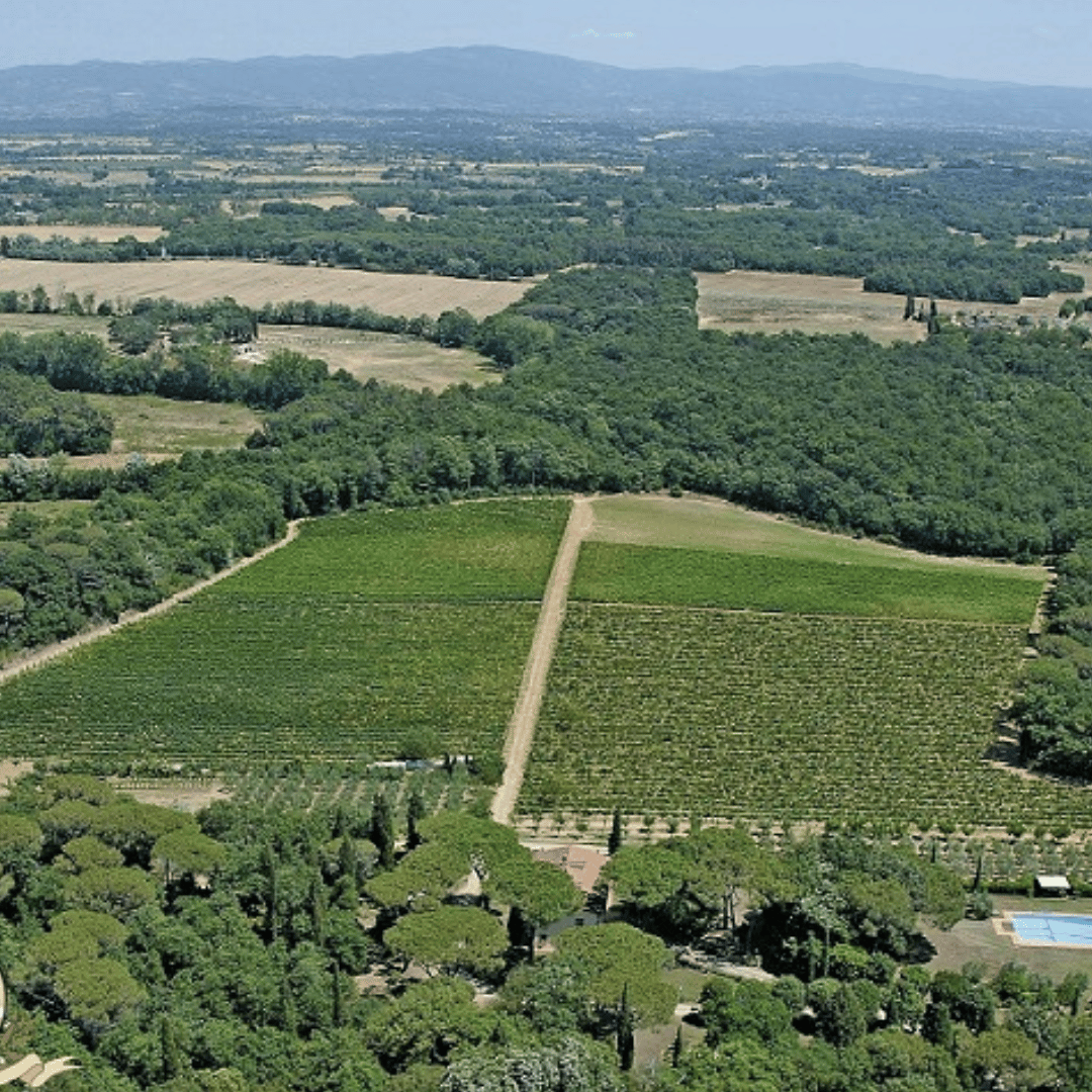 Arezzo: Boutique Winery Visit & Wine Tasting - Wine Tasting - Touraround