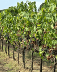 Arezzo: Boutique Winery Visit & Wine Tasting - Wine Tasting - Touraround