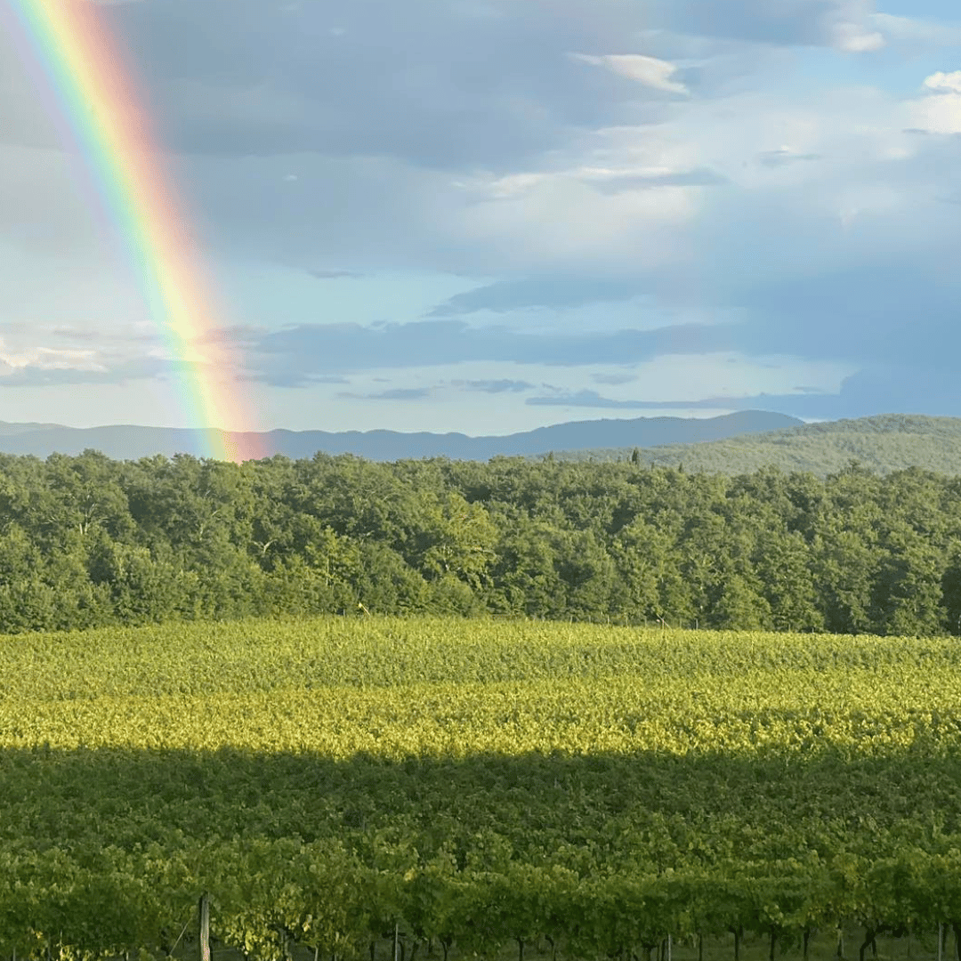 Arezzo: Boutique Winery Visit & Wine Tasting - Wine Tasting - Touraround