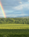 Arezzo: Boutique Winery Visit & Wine Tasting - Wine Tasting - Touraround