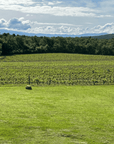 Arezzo: Boutique Winery Visit & Wine Tasting - Wine Tasting - Touraround