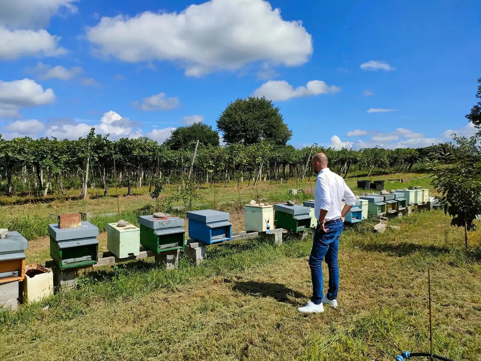 Beekeeping Farm Tour and Tasting Experience - Farm Tour - Touraround