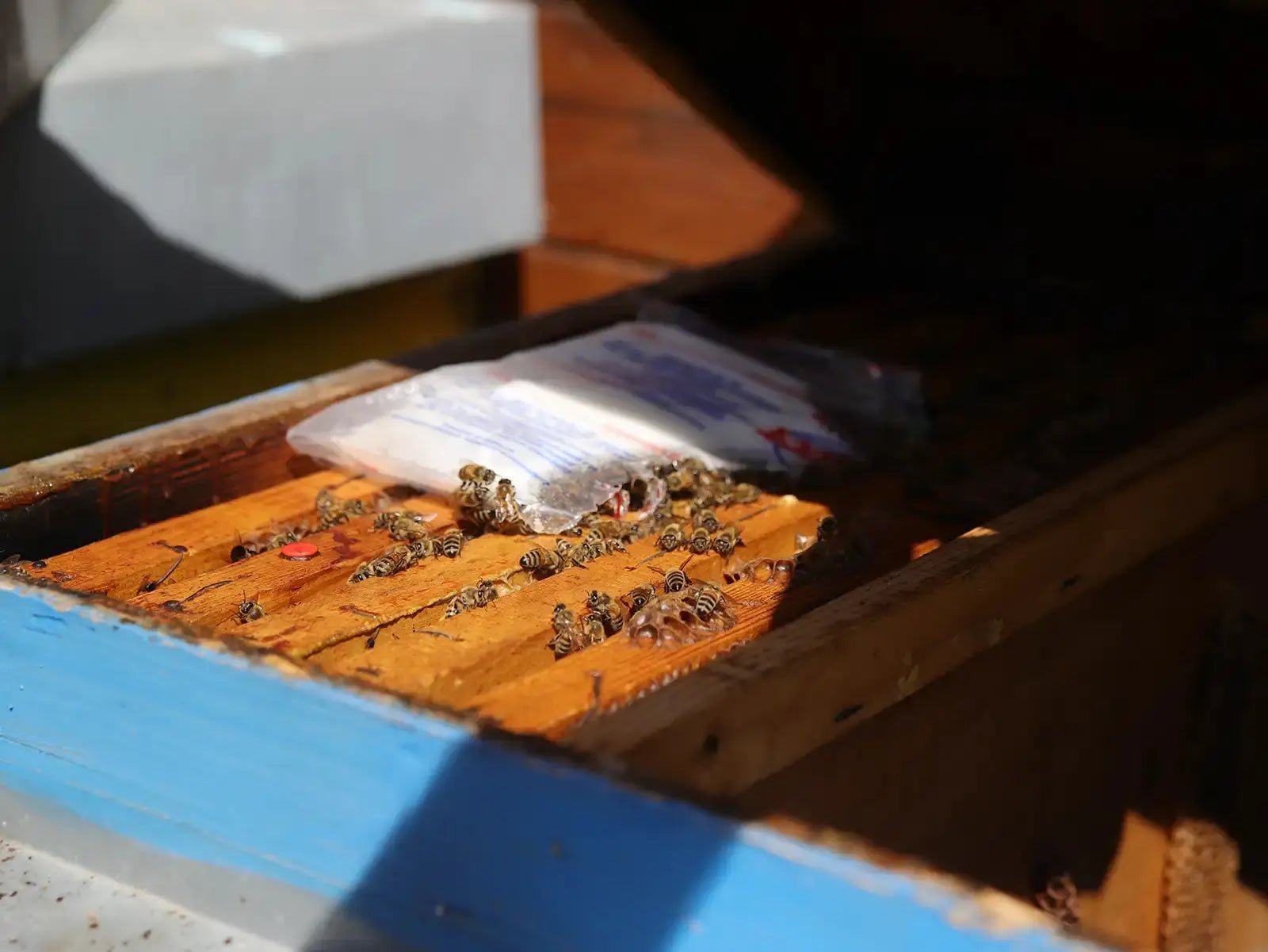 Beekeeping Farm Tour and Tasting Experience - Farm Tour - Touraround