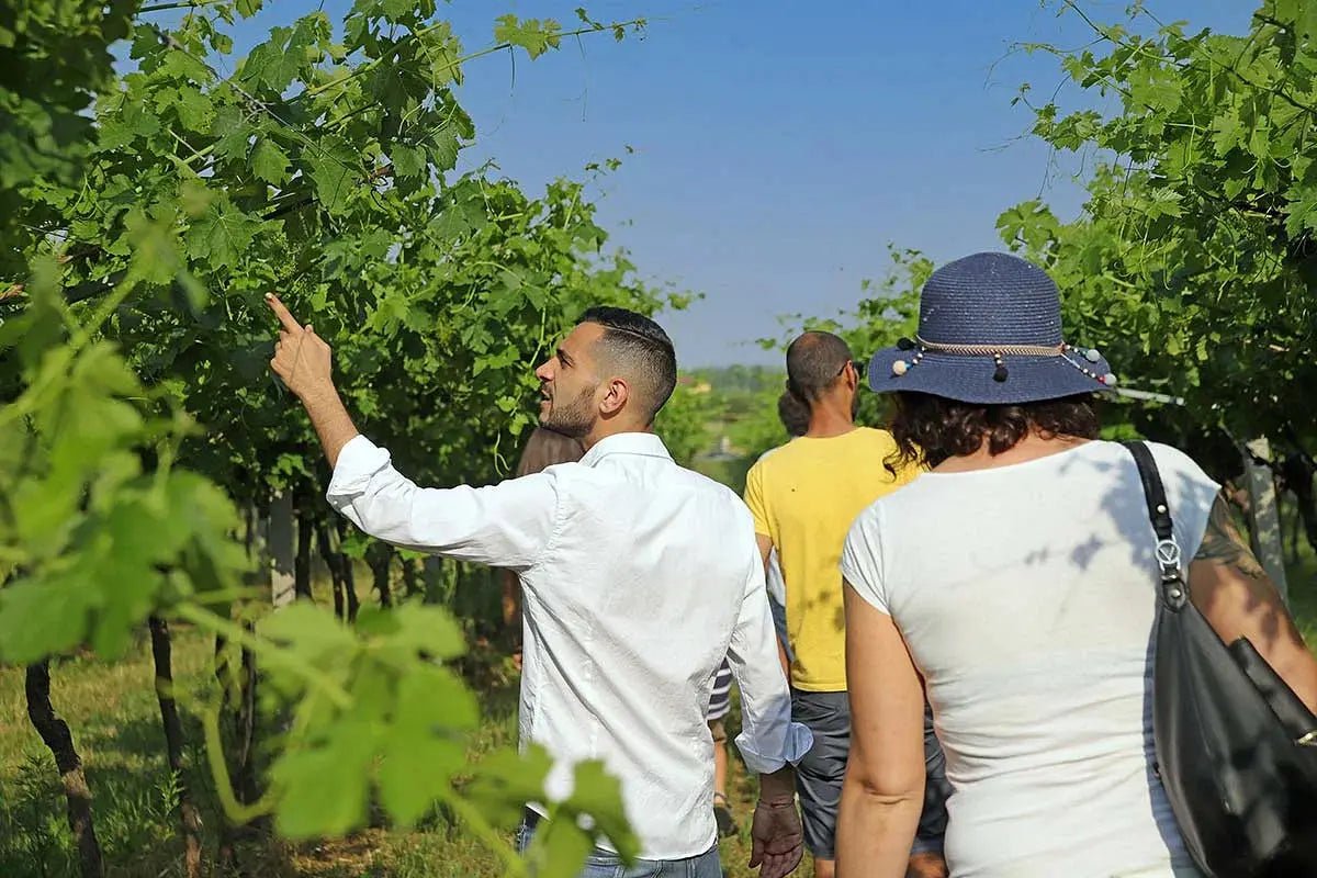 Biodynamic Farm and Natural Wines Tasting - Wine Tasting - Touraround