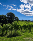 Bologna: Boutique Winery Tour with Wine Tasting & Food Platter - Wine Tasting - Touraround