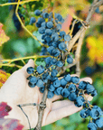 Bologna: Boutique Winery Tour with Wine Tasting & Food Platter - Wine Tasting - Touraround