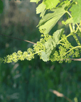 Boutique Winery Tour & Tasting in North Tuscany - Wine Tasting - Touraround