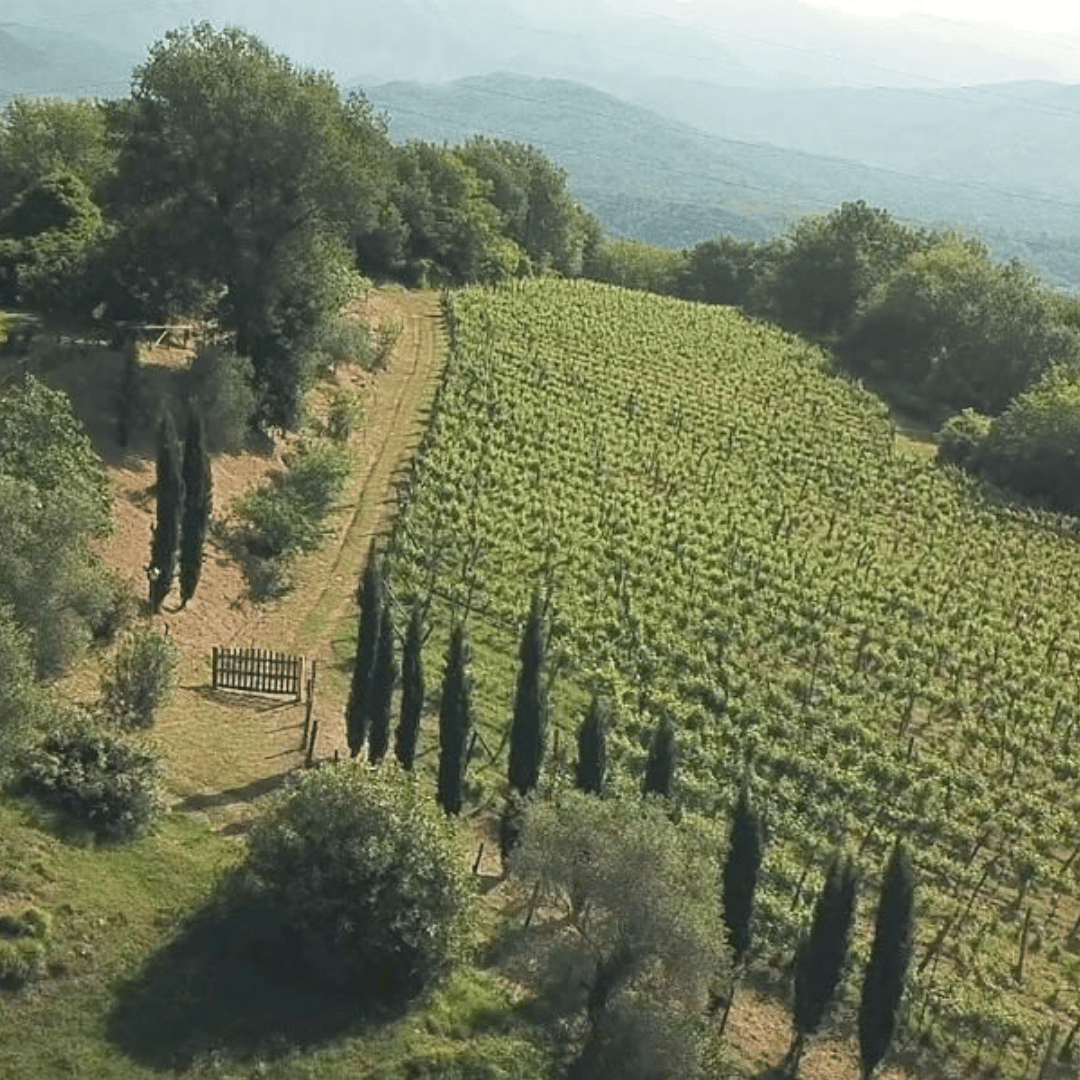 Boutique Winery Tour & Tasting in North Tuscany - Wine Tasting - Touraround