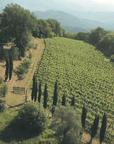 Boutique Winery Tour & Tasting in North Tuscany - Wine Tasting - Touraround