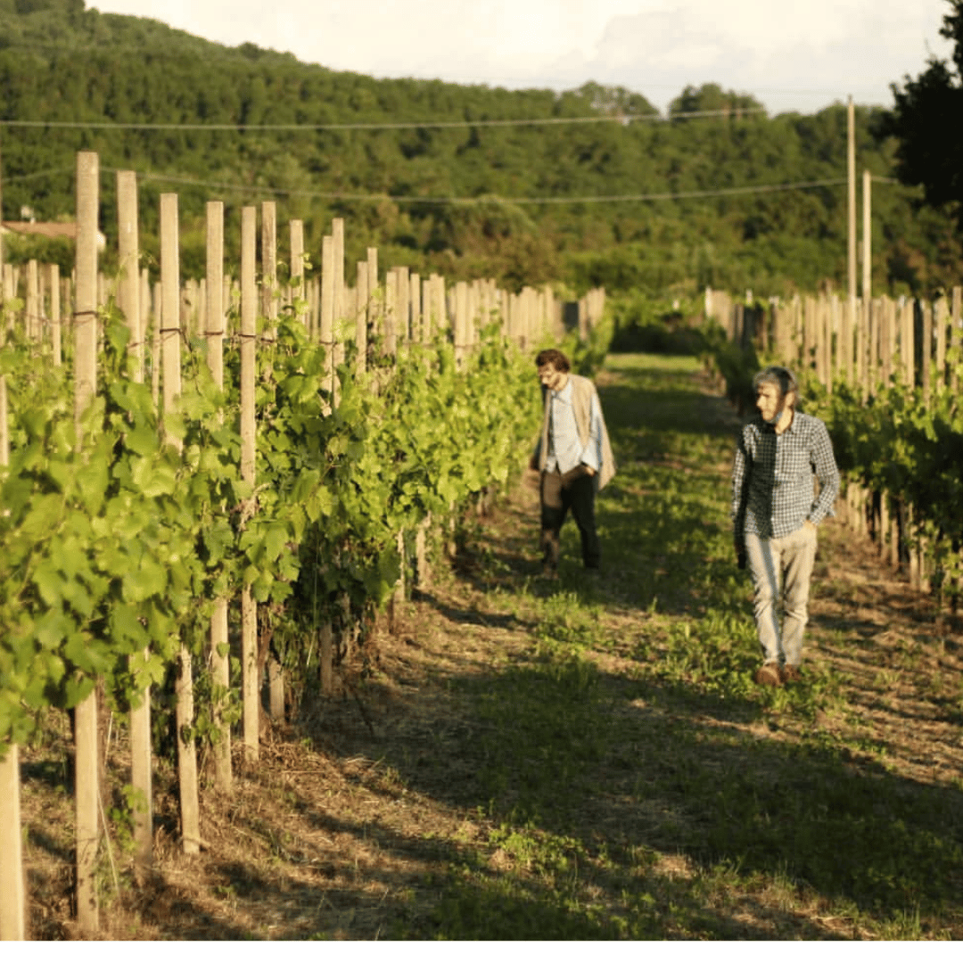 Boutique Winery Tour & Tasting in North Tuscany - Wine Tasting - Touraround