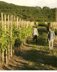 Boutique Winery Tour & Tasting in North Tuscany - Wine Tasting - Touraround
