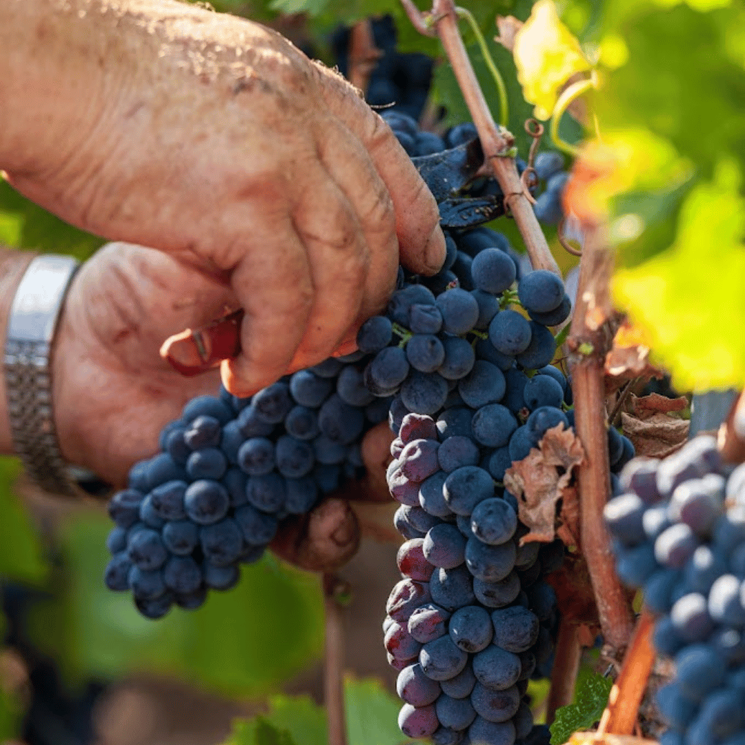 Boutique Winery Visit & Tasting near Rome - Wine Tasting - Touraround