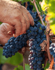 Boutique Winery Visit & Tasting near Rome - Wine Tasting - Touraround