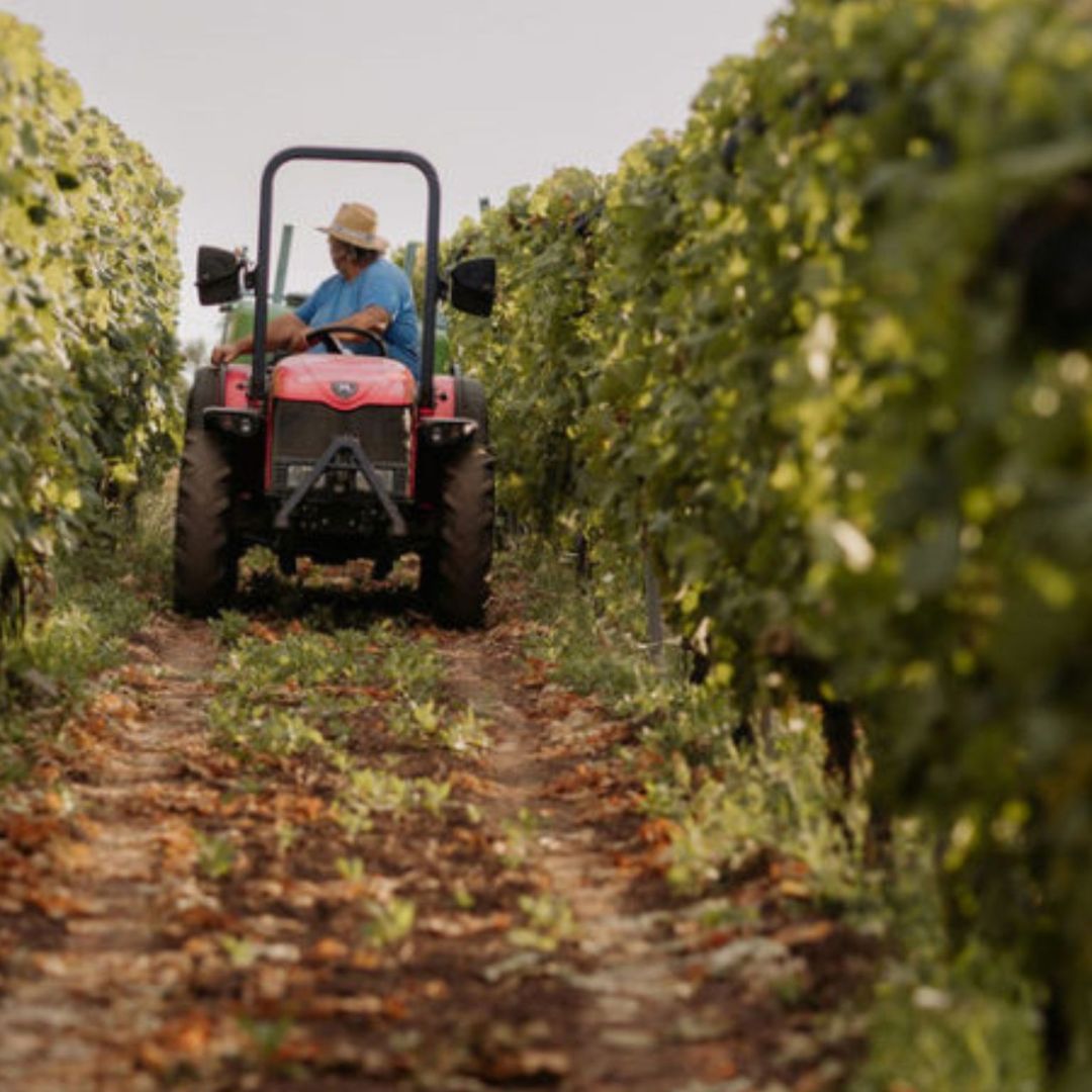 Boutique Winery Visit with Food & Wine Tastings in Cinque Terre - Wine Tasting - Touraround