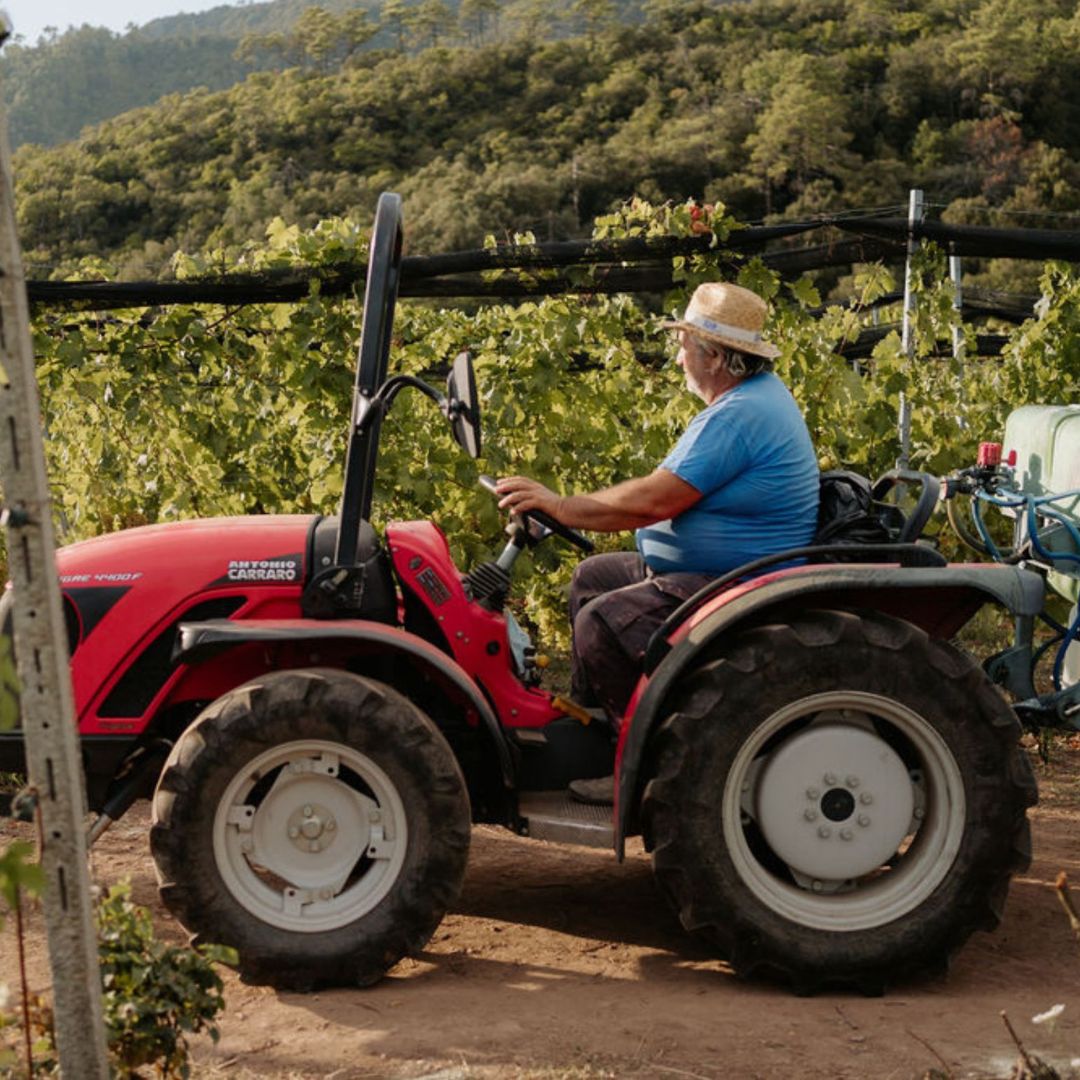 Boutique Winery Visit with Food & Wine Tastings in Cinque Terre - Wine Tasting - Touraround