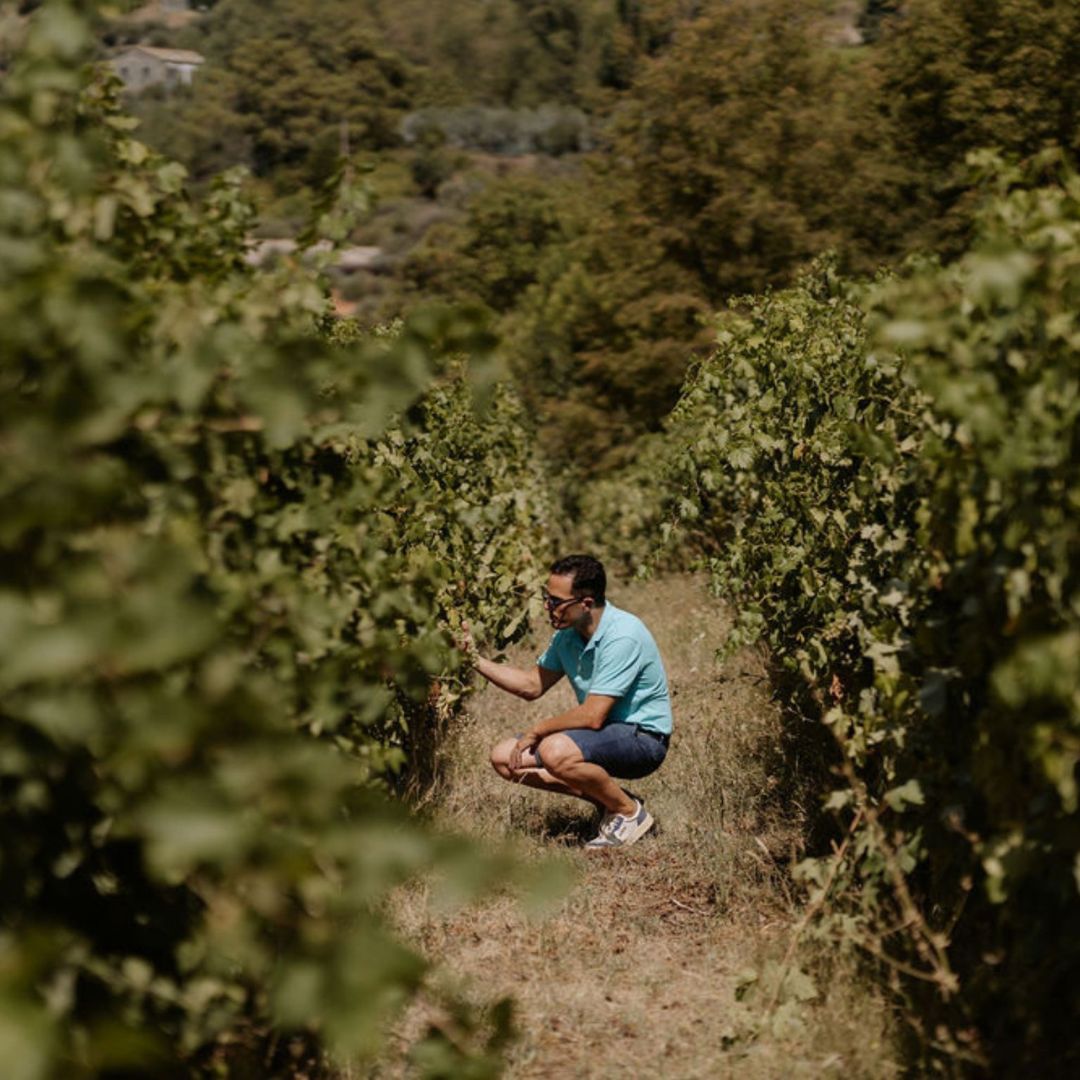 Boutique Winery Visit with Food & Wine Tastings in Cinque Terre - Wine Tasting - Touraround