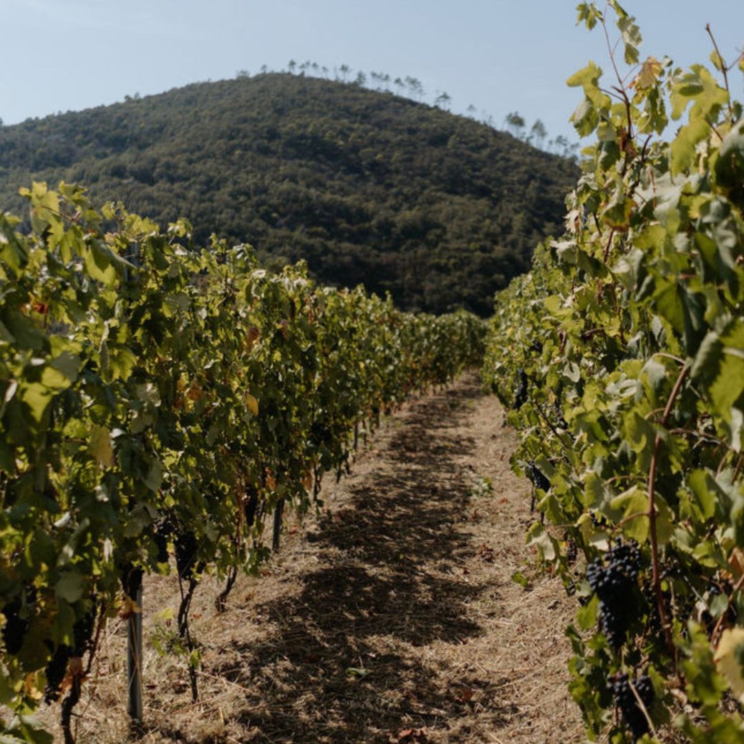 Boutique Winery Visit with Food & Wine Tastings in Cinque Terre - Wine Tasting - Touraround
