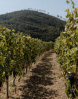 Boutique Winery Visit with Food & Wine Tastings in Cinque Terre - Wine Tasting - Touraround