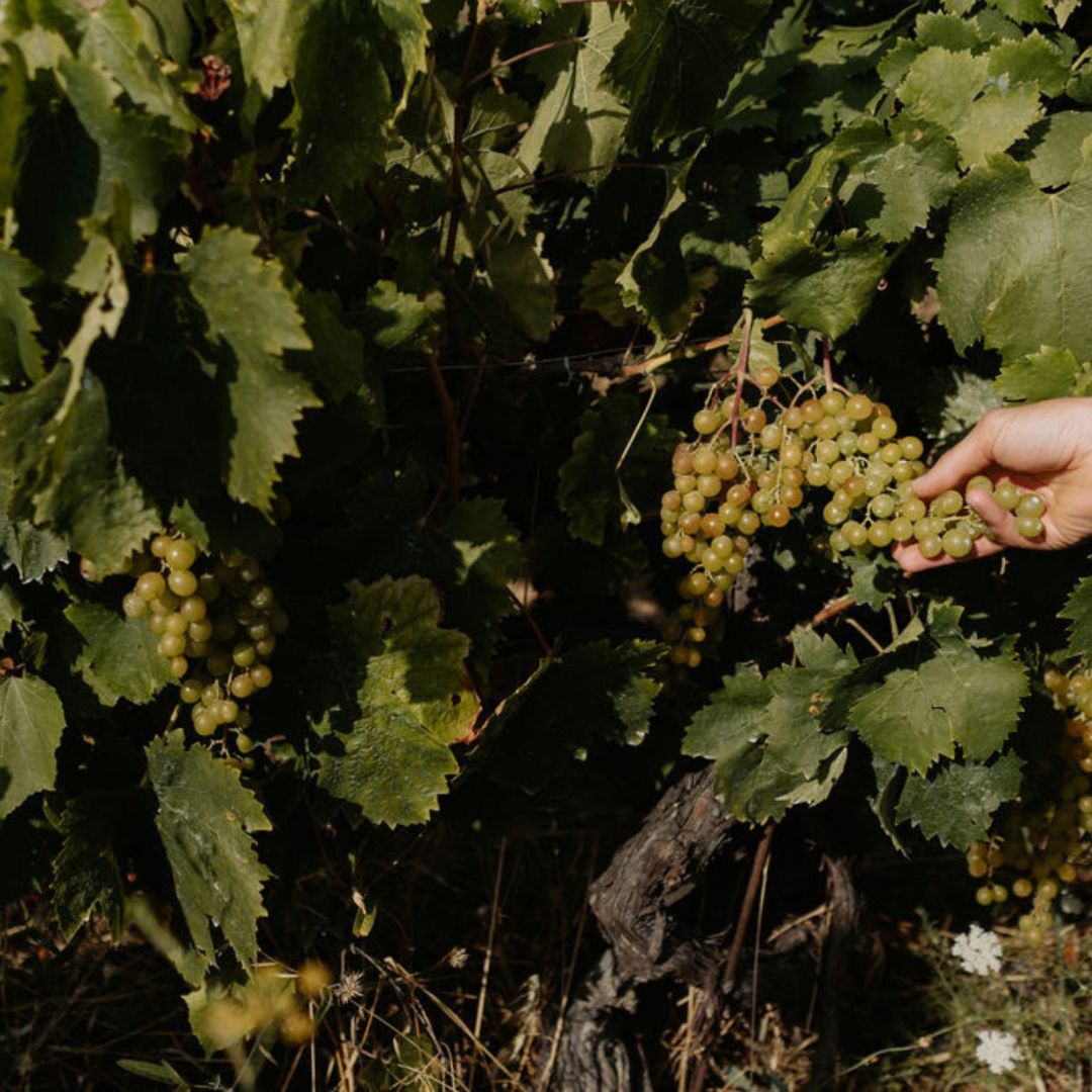 Boutique Winery Visit with Food & Wine Tastings in Cinque Terre - Wine Tasting - Touraround