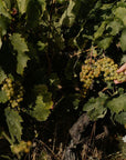 Boutique Winery Visit with Food & Wine Tastings in Cinque Terre - Wine Tasting - Touraround