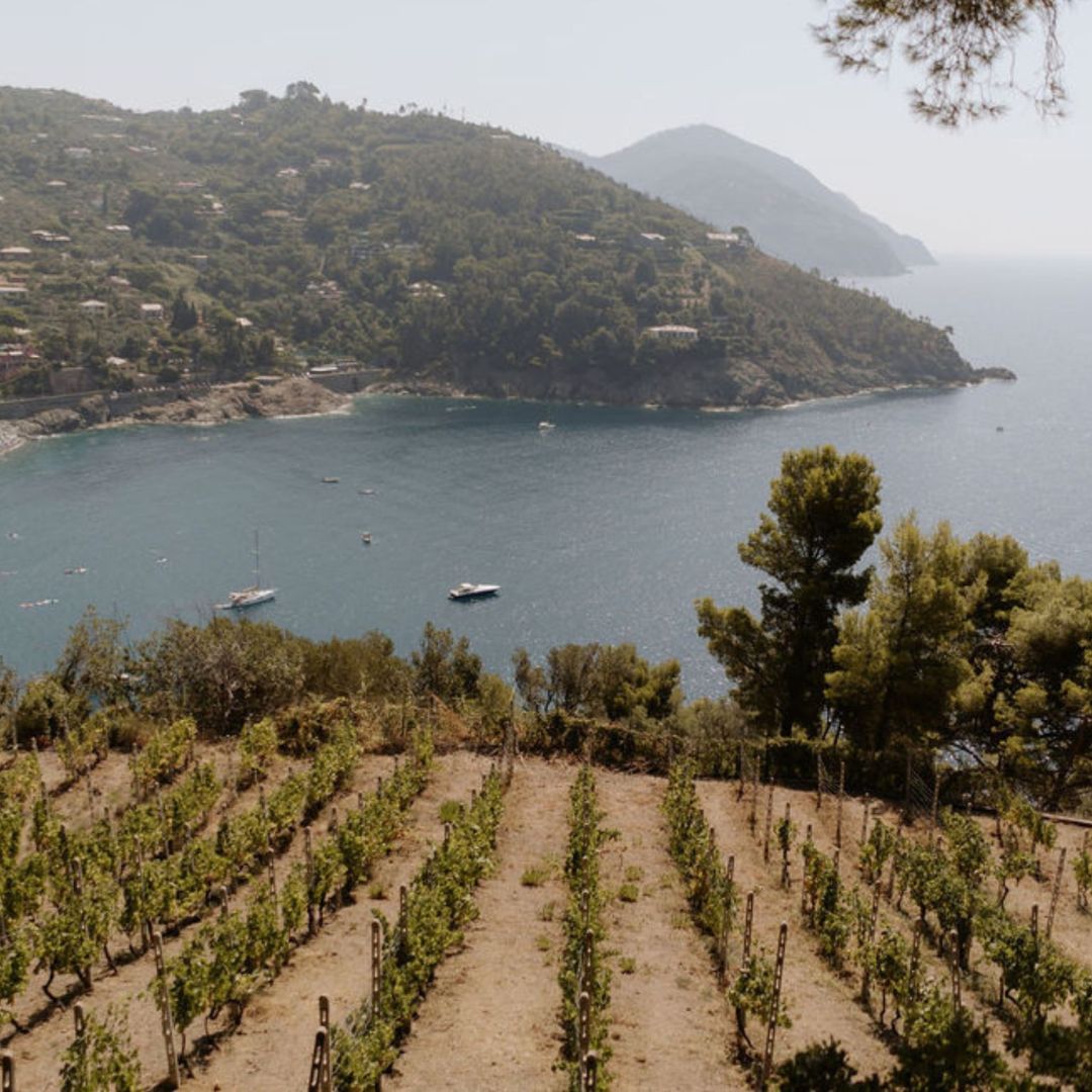 Boutique Winery Visit with Food & Wine Tastings in Cinque Terre - Wine Tasting - Touraround
