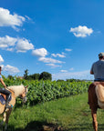 2 hours Horseback Ride in Lake Garda countryside - Touraround