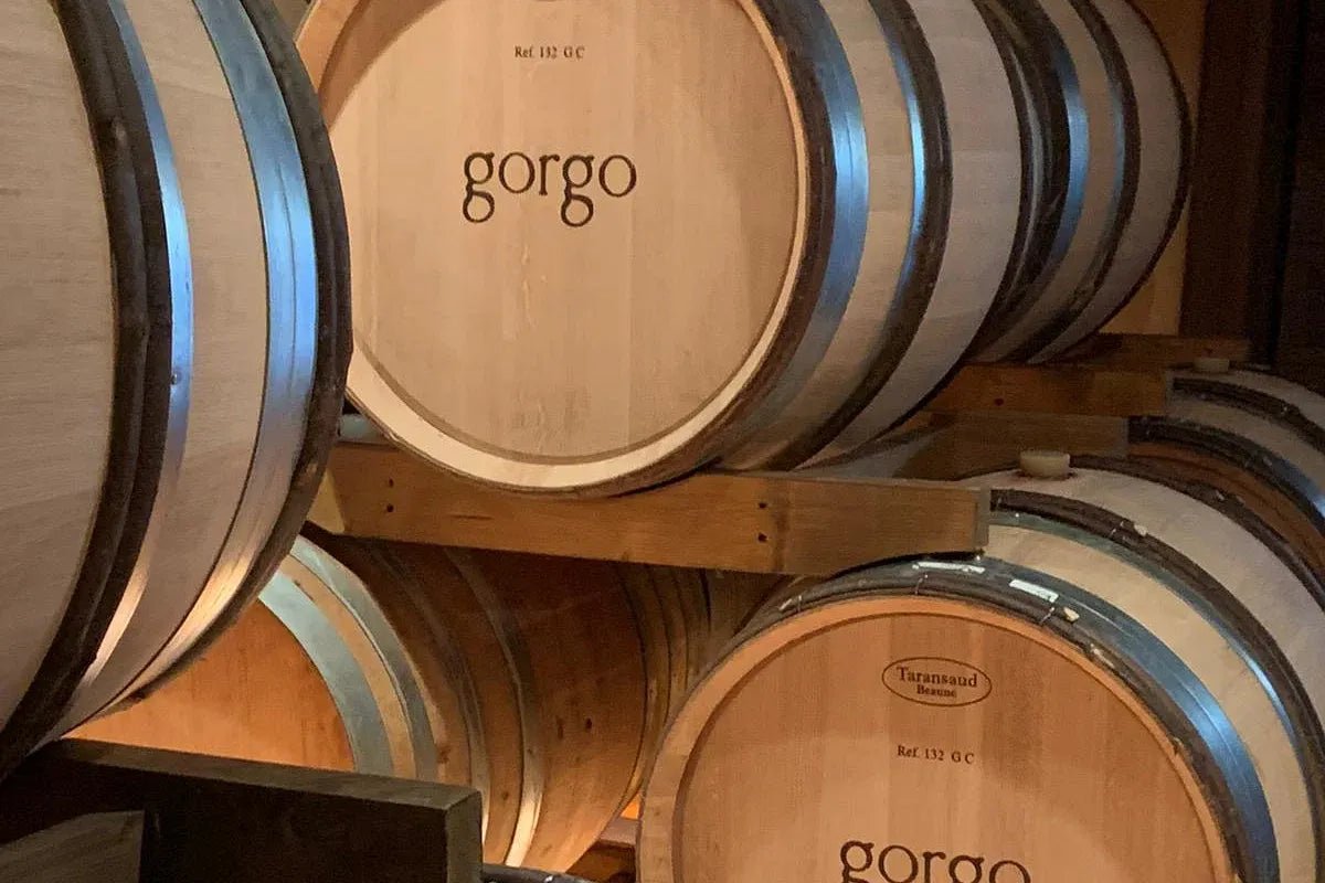 Custoza: tasting of 5 organic wines with vineyard and cellar tour - Wine Tasting - Touraround