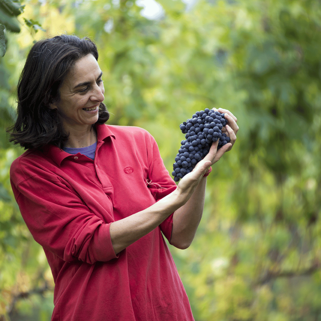 Explore the Castle Winery Tour & Tasting near Lake Maggiore - Wine Tasting - Touraround
