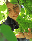 Explore the Castle Winery Tour & Tasting near Lake Maggiore - Wine Tasting - Touraround