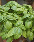 Genoa Food Guided Tour with Wine Tastings - Food Tour - Touraround