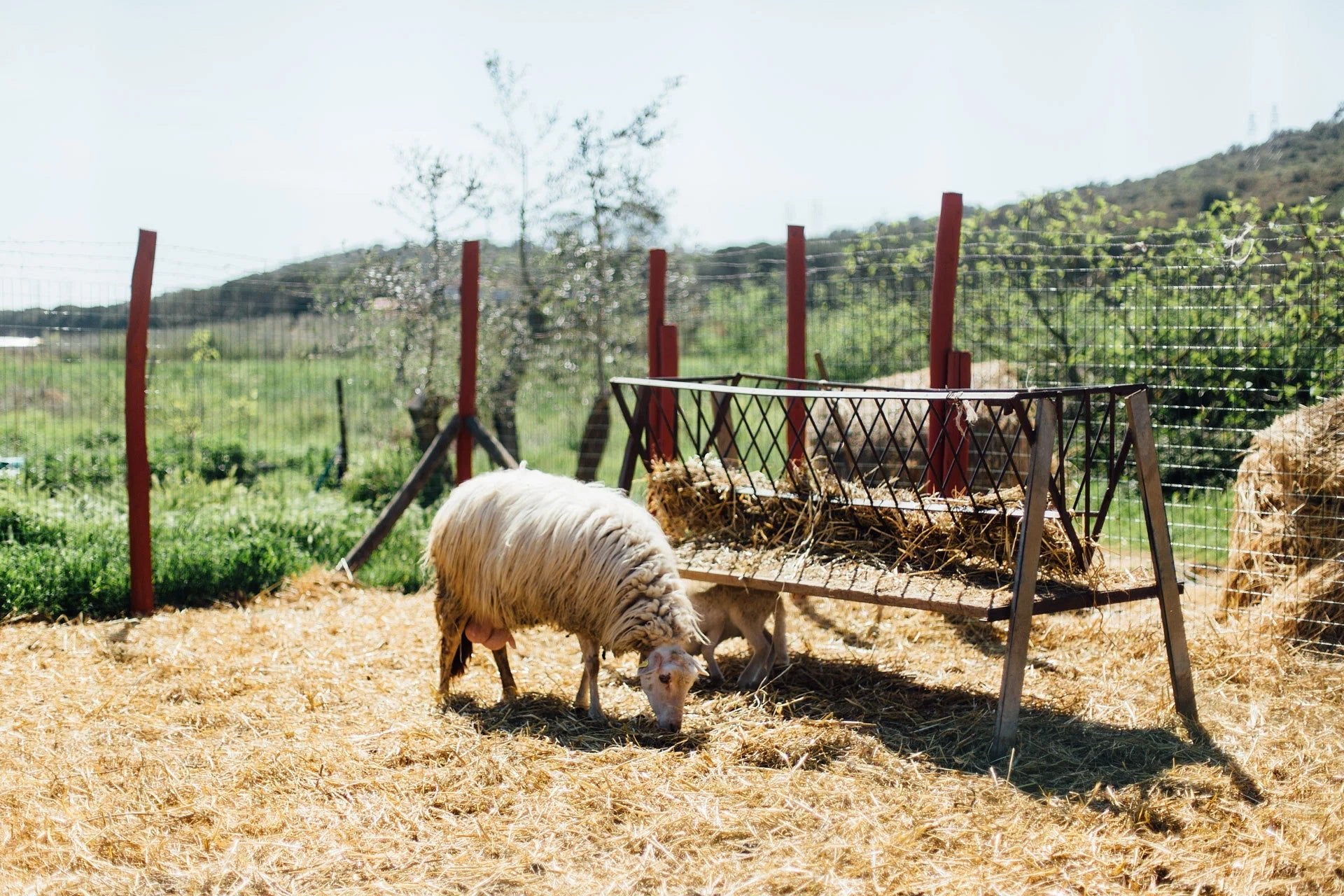 Grosseto: visit the family farm with tasting of local food at Agriturismo Lillastro - Farm Tour - Touraround