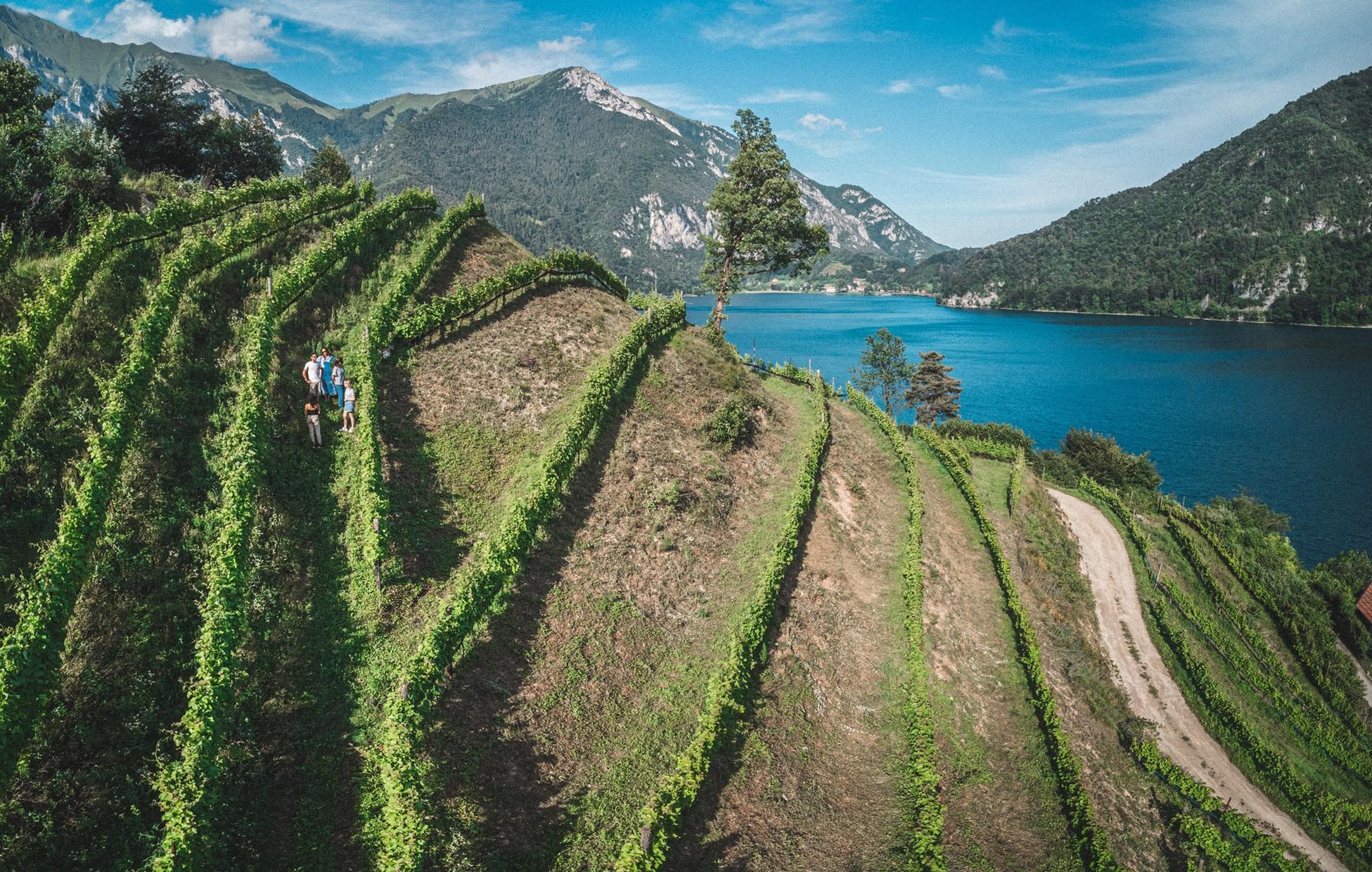 Guided Tour & Tasting Among the Vines of Lake Ledro - Wine Tasting - Touraround