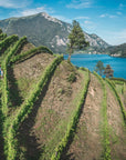 Guided Tour & Tasting Among the Vines of Lake Ledro - Wine Tasting - Touraround