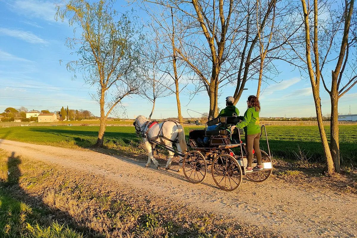 Horse Carriage Tour and tasting of local food in Lazise - Horse Tour - Touraround