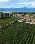 Vineyard Visit & Tasting of 3 Lugana Vintages - Touraround