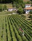 Visit of the vineyard on Mount Mezzocorona and tasting of 3 wines - Touraround