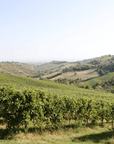 Modena: Balsamic Vinegar Tasting & Production Tour - Balsamic Vinegar Tasting - Touraround