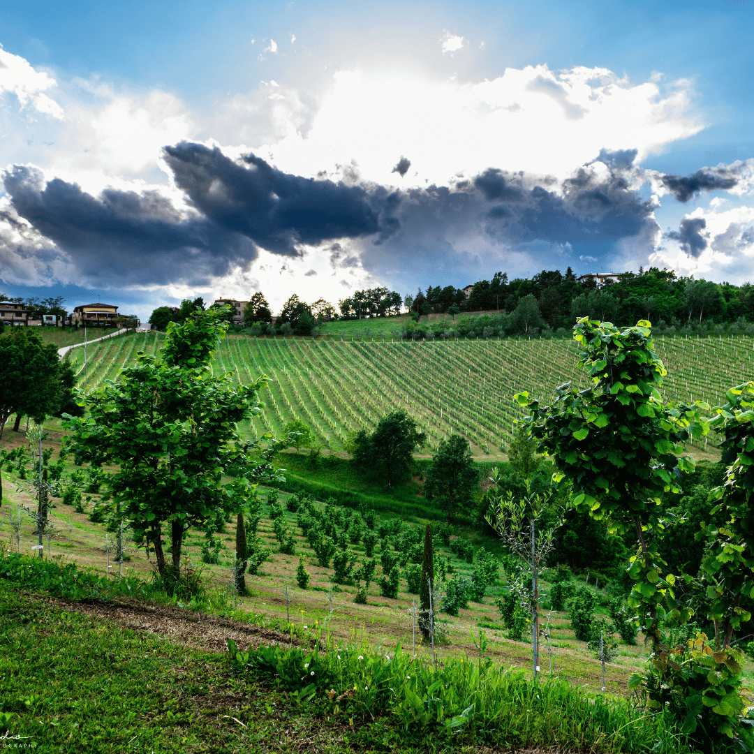 Modena: Balsamic Vinegar Tasting & Production Tour - Balsamic Vinegar Tasting - Touraround