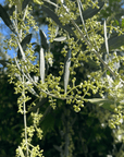 Olive Mill Tour and Tasting in the Padua Hills - Olive Oil Experience - Touraround