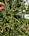 Olive Mill Tour and Tasting in the Padua Hills - Olive Oil Experience - Touraround