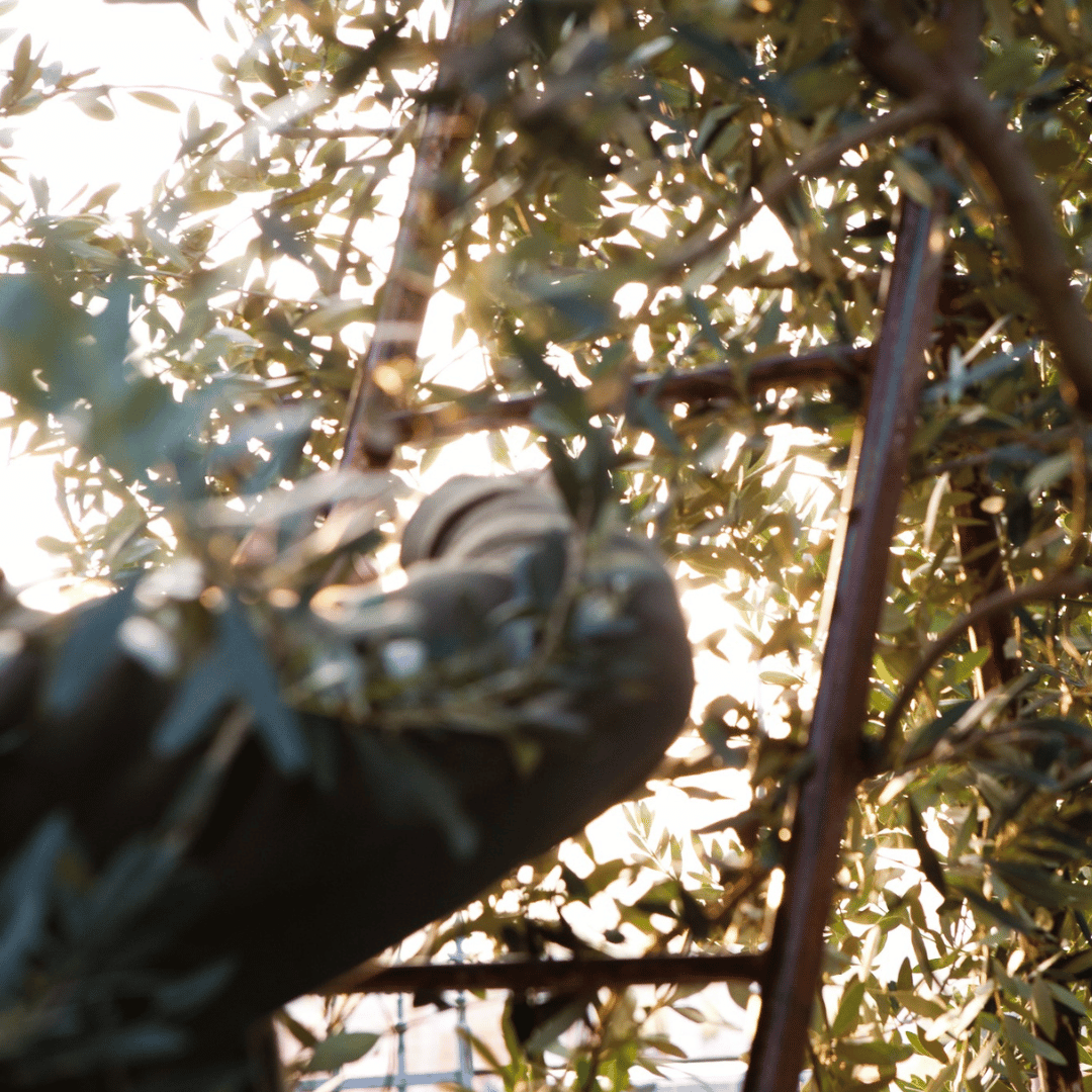 Olive Mill Tour and Tasting in the Verona Countryside - Olive Oil Experience - Touraround