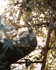 Olive Mill Tour and Tasting in the Verona Countryside - Olive Oil Experience - Touraround