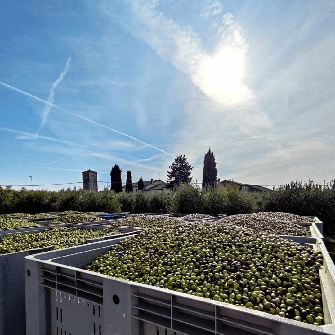 Olive Mill Tour and Tasting in the Verona Countryside - Olive Oil Experience - Touraround