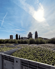 Olive Mill Tour and Tasting in the Verona Countryside - Olive Oil Experience - Touraround