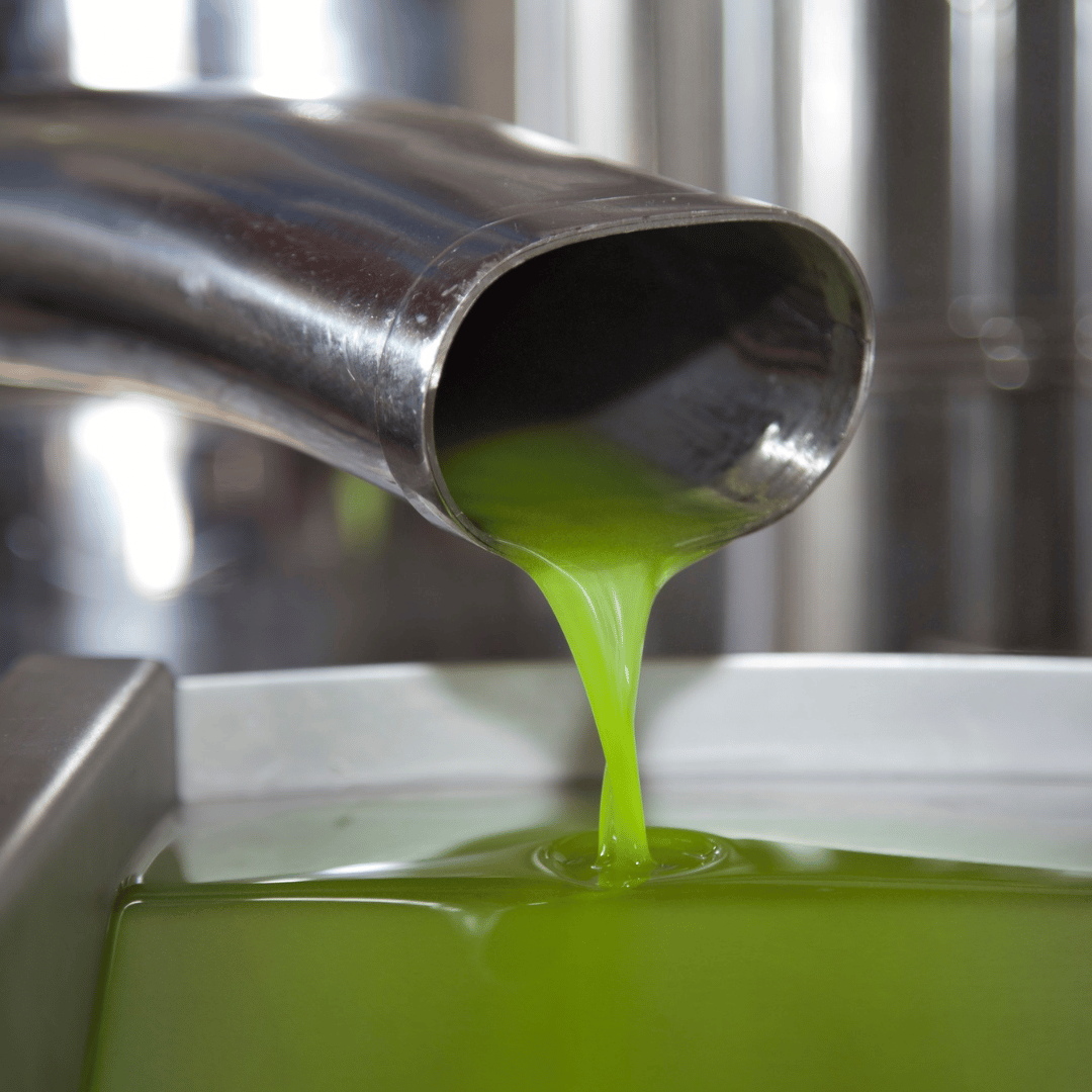 Olive Mill Tour and Tasting in the Verona Countryside - Olive Oil Experience - Touraround