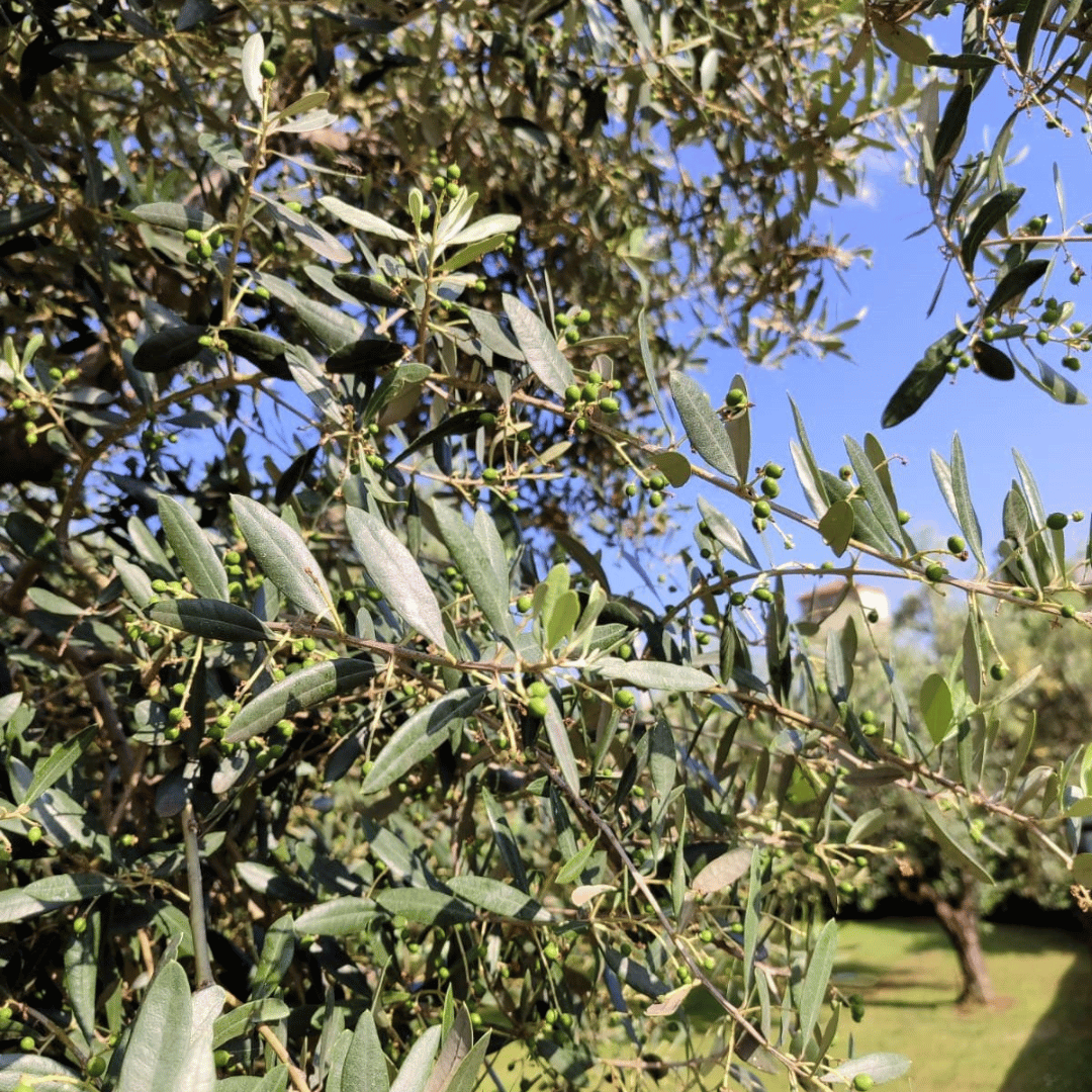 Olive Mill Tour and Tasting in the Verona Countryside - Olive Oil Experience - Touraround