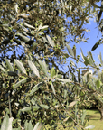 Olive Mill Tour and Tasting in the Verona Countryside - Olive Oil Experience - Touraround